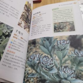 常见多肉植物图鉴