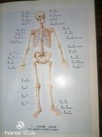 人体解剖彩色图谱