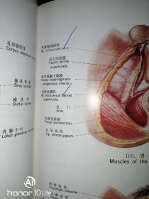 人体解剖彩色图谱