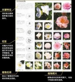 DK 世界园林植物与花卉百科全书起源灌木蕨类菊花造园正版