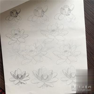 国画花卉植物白描零基础入门工笔画底稿白描线描花卉植物竹子虫蝶