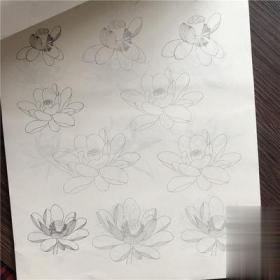 国画花卉植物白描零基础入门工笔画底稿白描线描花卉植物竹子虫蝶