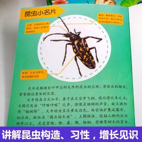 法布尔昆虫记 双语彩绘版 全套10册 一二年级课外阅读书籍 带拼音美绘版 儿童科普画本