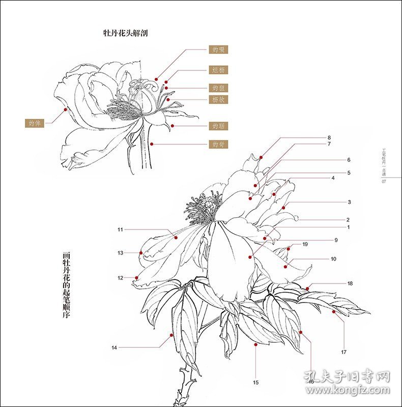 工笔牡丹一点通 工笔技法精解 刘金保绘 工笔花鸟画扇面临摹鉴赏专业美术爱好者绘画技法画法 中国画绘画初学者入门基础知识图书籍