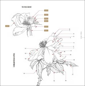 工笔牡丹一点通 工笔技法精解 刘金保绘 工笔花鸟画扇面临摹鉴赏专业美术爱好者绘画技法画法 中国画绘画初学者入门基础知识图书籍