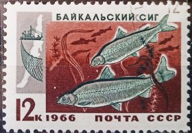 苏联1966年邮票 贝加尔湖的捕鱼业  白鲑鱼