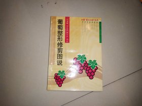 葡萄整形修剪图说