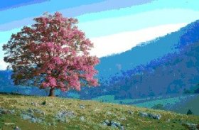 【3D动画海报】四季 丘陵 Tree Hill (Seasons)~英国限量*