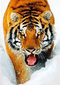 【3D动画海报】老虎 Tiger ~英国限量*
