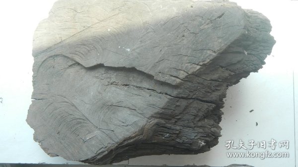 兩塊河撈陰沉木