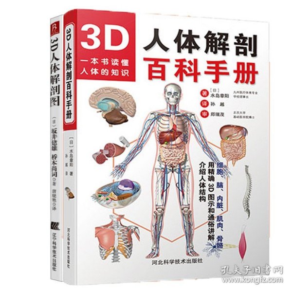 3D人体解剖图