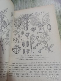 《种子植物图谱》吴国芳1989高等教育16开301页：密切结合植物学教学编绘，共有300幅图，包括常见种子植物451种，隶属于147科。种类丰富，图文并茂，所列举种类以各校教学中的代表植物为主，密切结合课堂教学和实验。各种植物除营养体的形态图外，绘制了花、果实和种子的解剖构造图，还有简要形态特征描述。可供高等院校植物学师生参考，对农、林、医药院校及有关科技工作者，中学教师也有相当的实用价值。