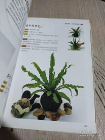 《家庭花艺百科-养花插花一本通(彩)》张秀新2012青岛16开319页：包括家庭养花、四季养花要点、病虫害防治，家庭插花、花束花篮插法，含鲜花插花作品41款、人造花括花作品37款、慰问花束作品23款、情人花束作品23款。这本爱花人的掌中宝，传统花卉、球根花卉、观叶花卉、草本花卉带您进入花花世界；节日花束、慰问花束、情人花束、新娘捧花款款传情达意；家庭插花、商务插花、庆典花篮让高雅艺术彰显非凡品位！