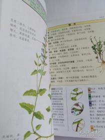 《潮汕青草药彩色全书1-4》潘鸿江2002汕头大学32开896页：本书全四册精选常见、常用亦具代表性的广东潮汕地区显效中草药400种，对其形态、性味、药理、功效、主治、验方、用量、禁忌等一律作了阐述。每种草药均配有彩色照片及彩图，充分鲜明地展示每一种草药的形态、特征和细节，还有针对不同草药从采集到辨析各方面的知识和技巧。功效覆盖临床各科常见病、多发病及某些疑难杂症，是一本非常实用的南方青草药药典。