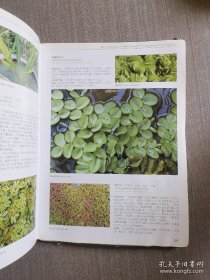 《水生植物图鉴(彩)》赵家荣2009华中科大16开320页：收录沉水植物、浮水植物、浮叶植物、挺水植物、湿生植物、沼生和部分荫湿生植物；各科编排顺序是根据恩格勒分类系统进行的，介绍水生植物74科204属560余种（包括58个外来种），附彩色照片1000余幅。可供从事水生植物研究、生产和经营管理及水生生态多样性研究、人工湿地景观设计与应用、水产养殖等等相关行业工作的人员，或供农林水院校师生教学使用。