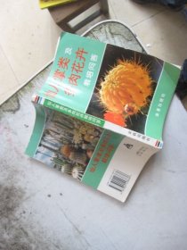 仙人掌类及多肉花卉栽培问答