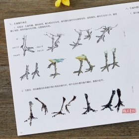 学画宝典 孔雀 中国画技法/李多木/写意翎毛画法步骤 画谱图集书籍