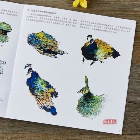 学画宝典 孔雀 中国画技法/李多木/写意翎毛画法步骤 画谱图集书籍