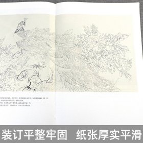 传统工笔孔雀着染技法+孔雀技法·画集孔雀画法入门教学 绘制基础入门步骤基础白描线描画谱临摹国画入门教程教材