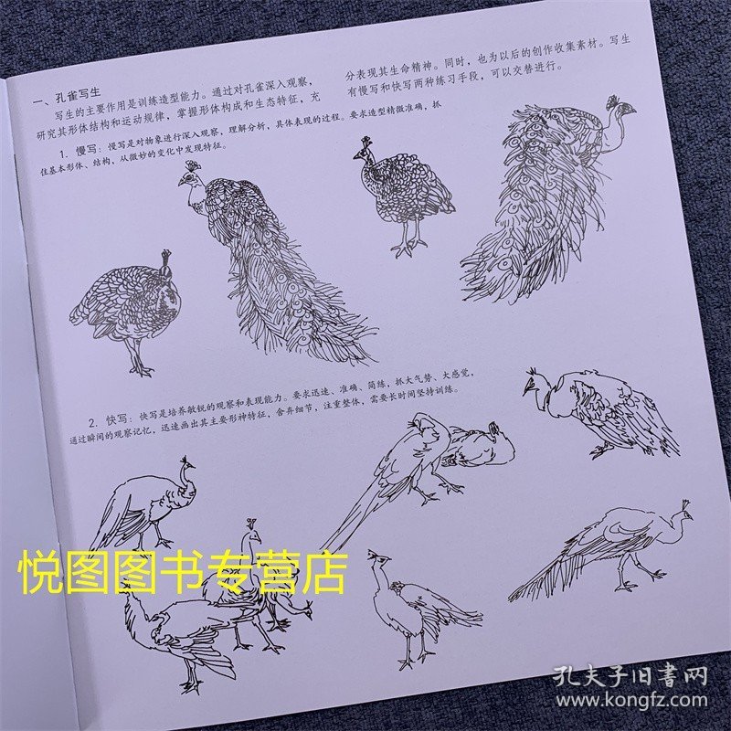 学画宝典中国画技法：工笔孔雀 万利民著 孔雀的画法 国画工笔画翎毛走兽画动物画基础入门步骤讲解教程福建美术出版9787539322414