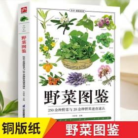 正版书籍野菜图鉴野外识别速查图鉴  生物科学 生活百科书籍 野生植物花草识别图解书籍 植物特性药学图鉴 中医草药材识别图全集书