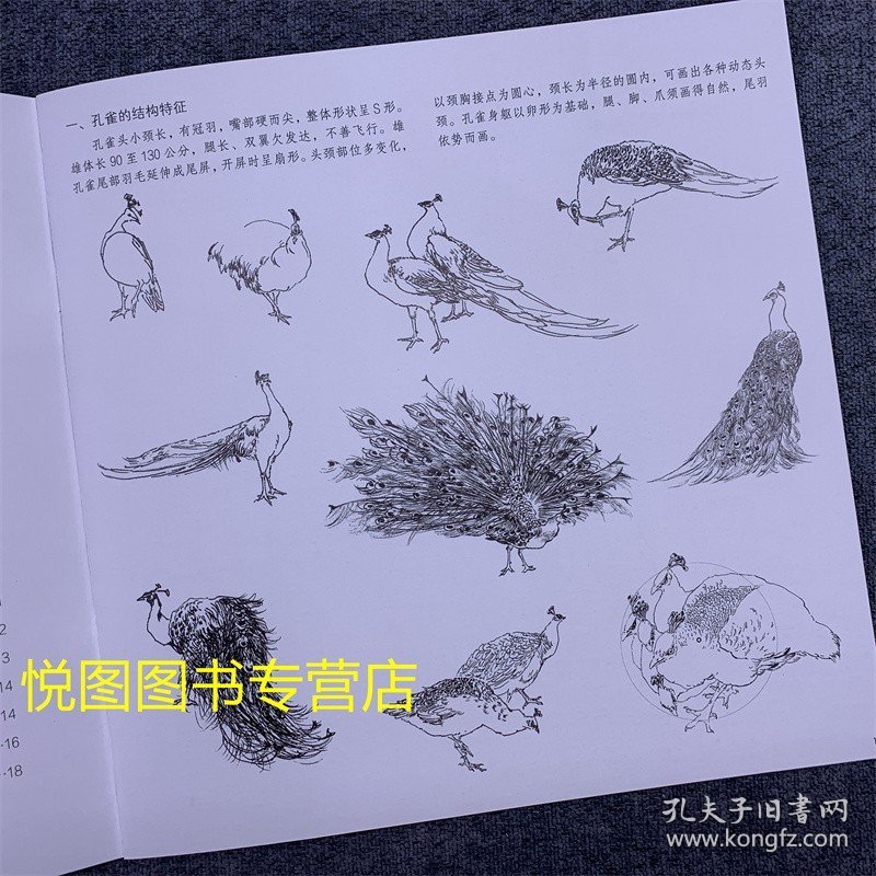 学画宝典中国画技法：孔雀 李多木著 孔雀的画法 国画翎毛走兽画动物画技法基础入门步骤讲解教程 福建美术9787539327112