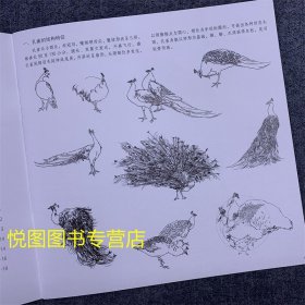 学画宝典中国画技法：孔雀 李多木著 孔雀的画法 国画翎毛走兽画动物画技法基础入门步骤讲解教程 福建美术9787539327112