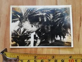 早期 黑白植物照片 怀旧老相片影像资料文献纸品收藏
