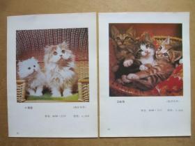 二猫图和三猫图（两张合售）—年画缩样散页
