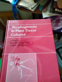 Morphogenesis in Plant Tissue Cultures