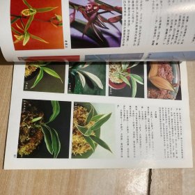 中国兰花（品种·欣赏·栽培）