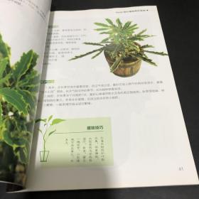 观叶植物养护指南