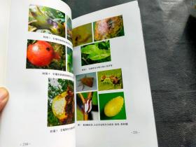 现代石榴简约栽培技术