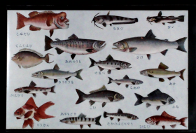 0233 水族馆鱼类 日本发行 大约民国年代老明信片