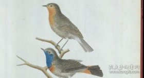 【提供资料信息服务】鸟类学