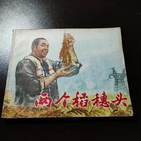 两个稻穗头