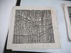 薛鹤 白桦林 版画 淮南市版画研究会会长