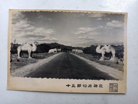 老照相  北京风景  十三陵石骆驼