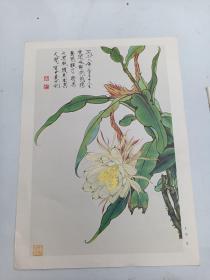 9   王道中 昙花画片 印刷品 1张