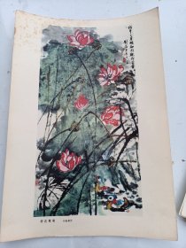 印刷品 画片   刘海粟    荷花