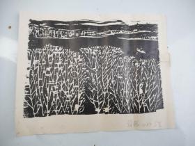 薛鹤 写生 版画 淮南市版画研究会会长