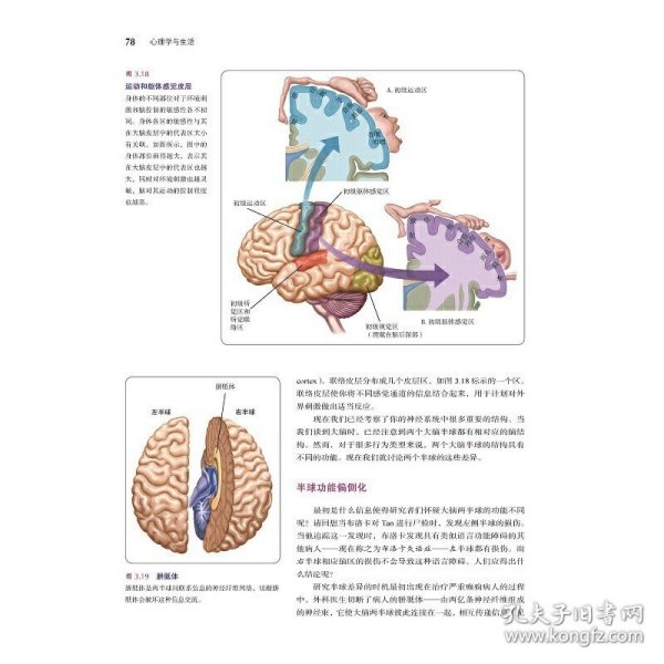 心理学与生活（第19版）