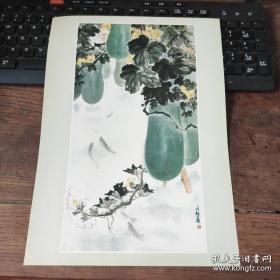 8开老画片 《瓜影满塘》曾培干 绘