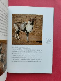 独闯无人区：一个野生动物摄影师的荒野笔记【彩色配图·铜版纸彩印】