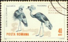 念椿萱 罗马尼亚邮票2333 1964年布加勒斯特动物园8-4鹤40B盖销票