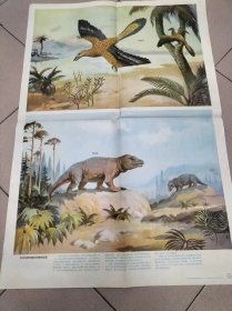五年制小学课本自然第六册教学挂图（下）古代鸟类和哺乳动物的起源（1幅）