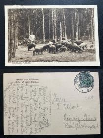 德国明信片 1918年实寄 乡村养猪农场
