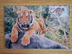 印度尼西亚2010年生肖虎年邮票极限片