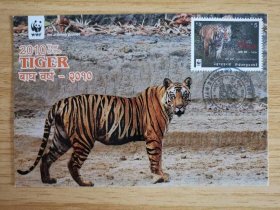 尼泊尔2010年生肖虎年邮票极限片