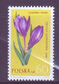 波兰1962 野生植物 花卉 新1枚